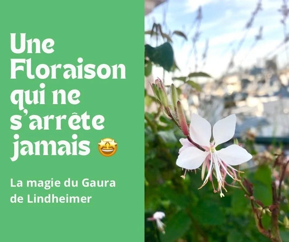 Le Gaura de lindheimer : une floraison incessante de juin à octobre
