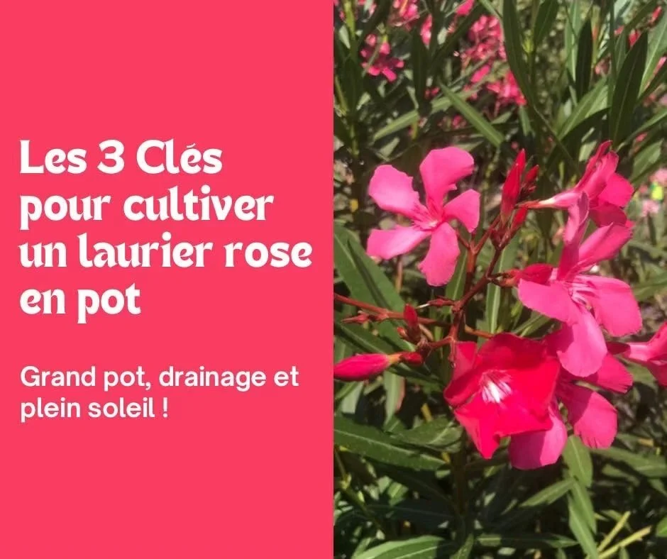 Les 3 Clés pour cultiver votre Laurier rose en pot