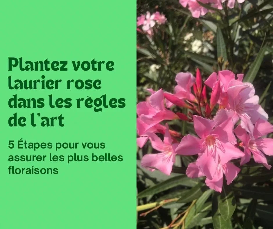 5 Conseils pour planter votre Laurier rose