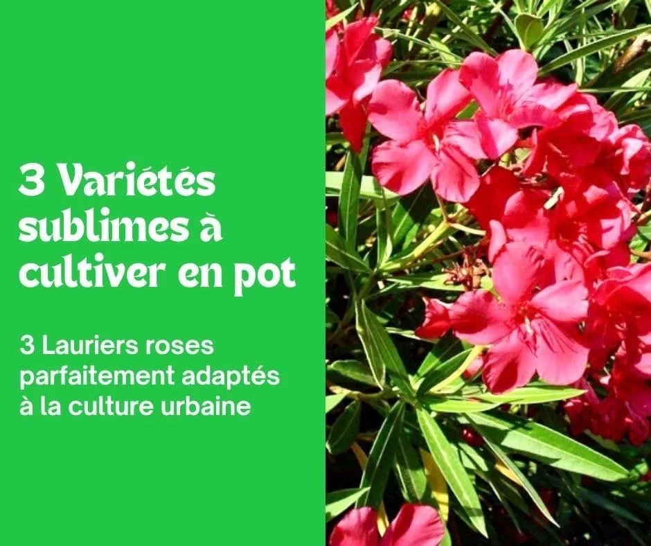 3 Variétés de Laurier rose sublimes à cultiver en 