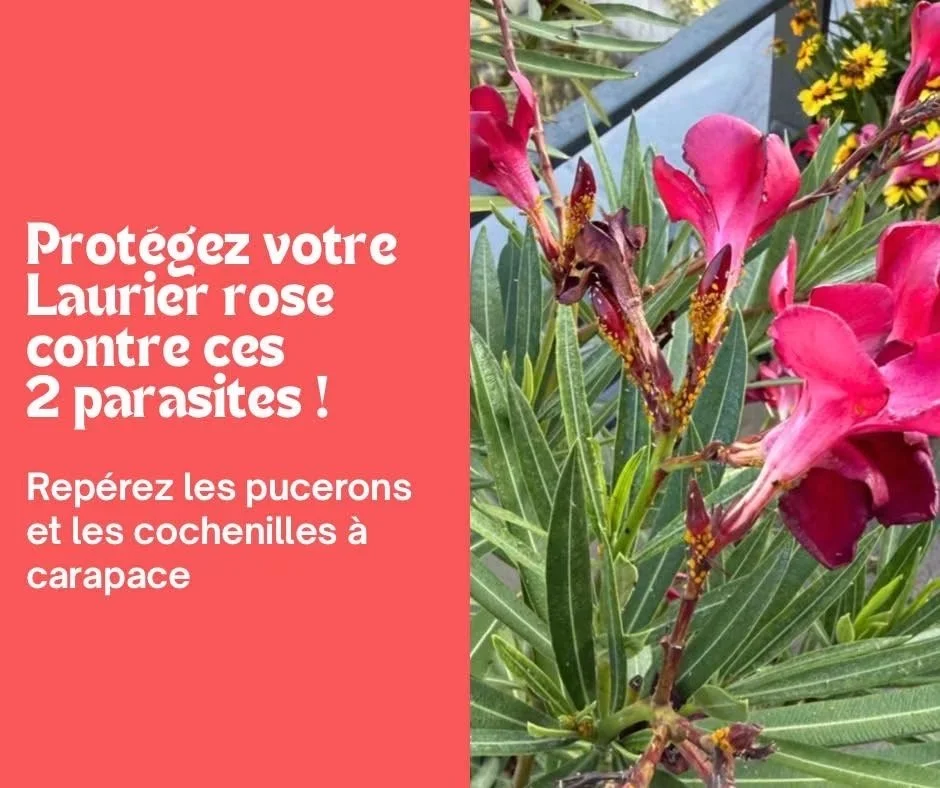 Lutter contre les parasites du Laurier rose 
