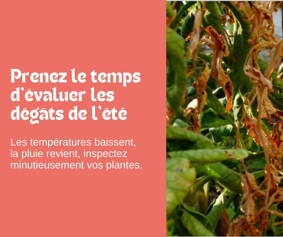 Prenez le temps d’évaluer les dégâts de l’été 