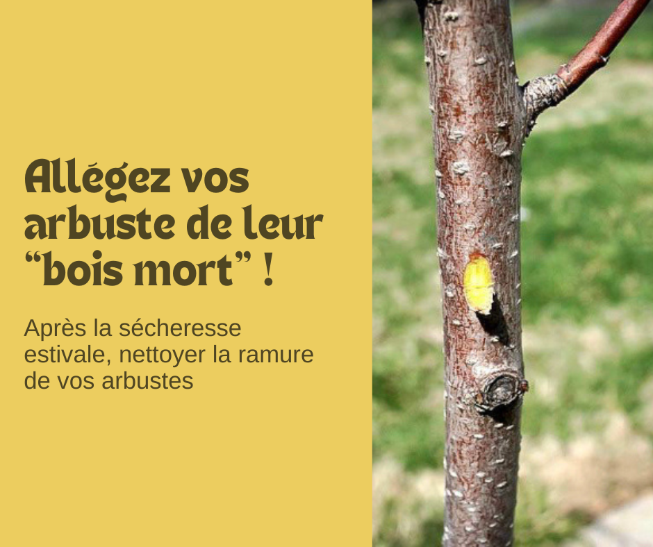 Alléger vos arbustes de leurs bois mort 