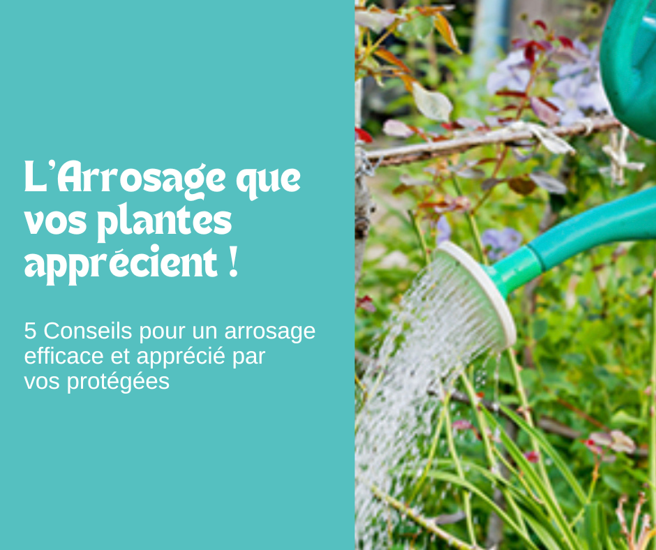 L’Arrosage que vos plantes apprécient
