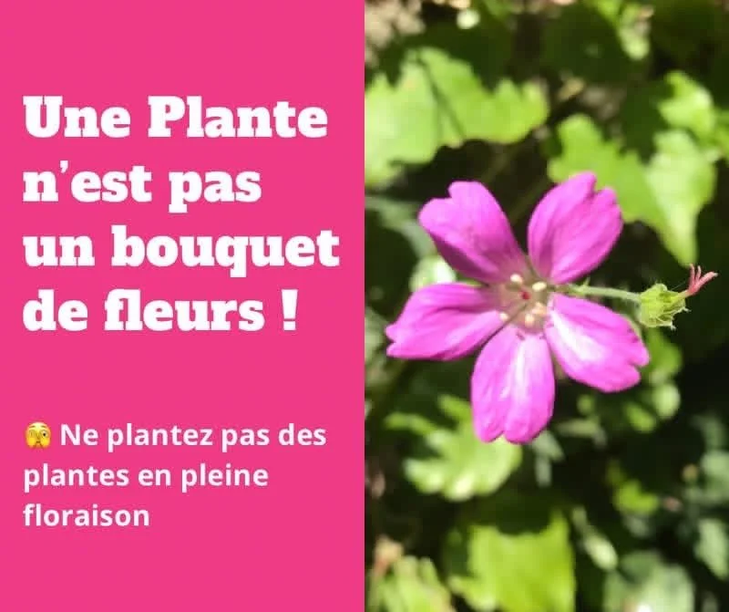 Une Plante n’est pas un bouquet de fleurs !