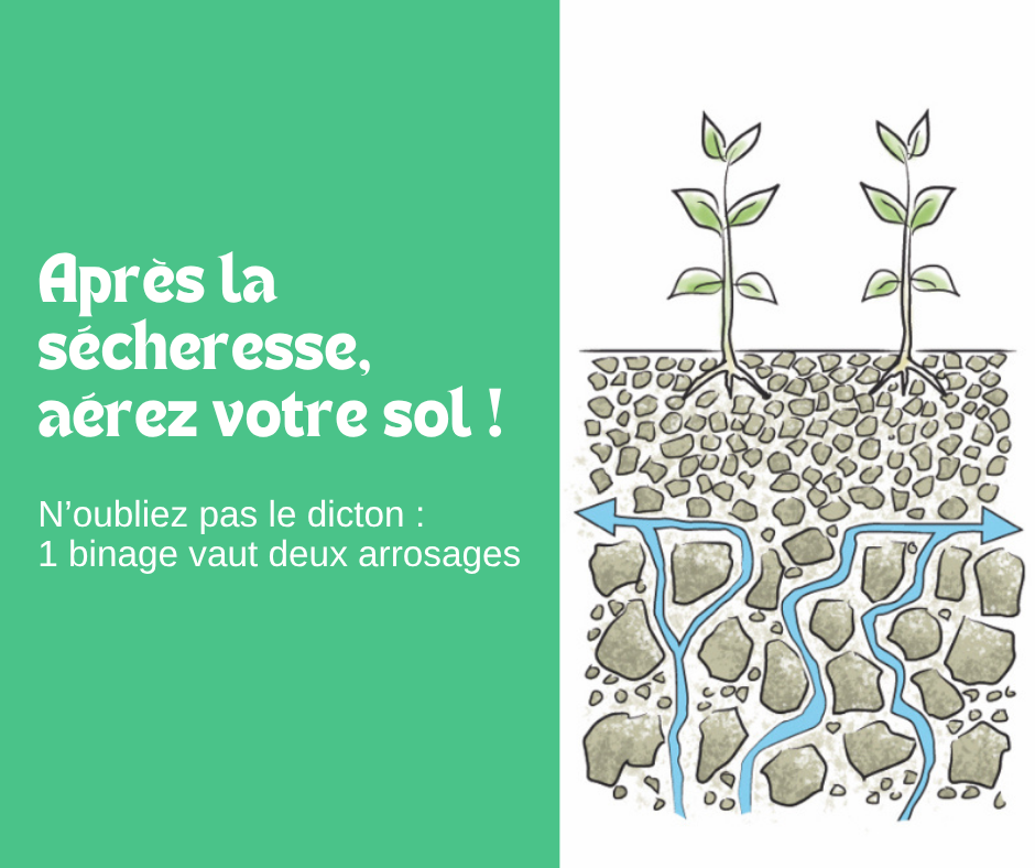 Après la sécheresse, aérez votre sol 