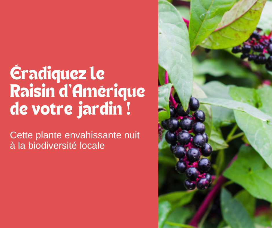 Éradiquez le Raisin d’Amérique de votre oasis de verdure 
