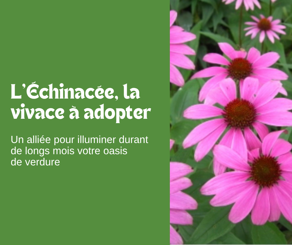 L’Echinacée, la vivace à adopter 