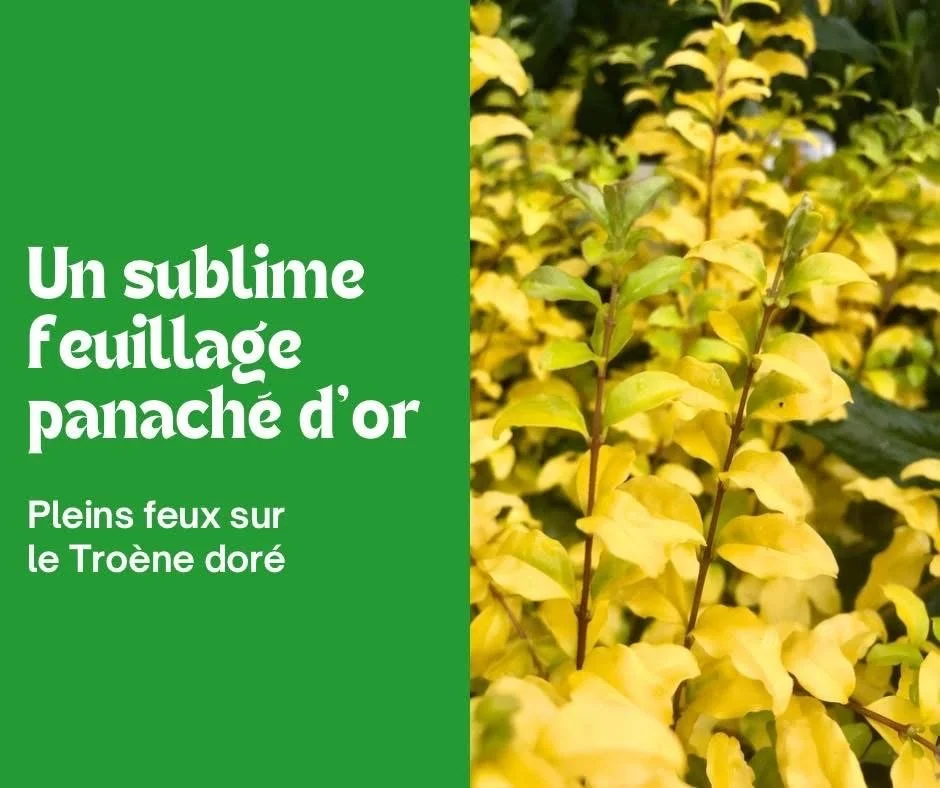 Le Troène doré, un feuillage extraordinaire 