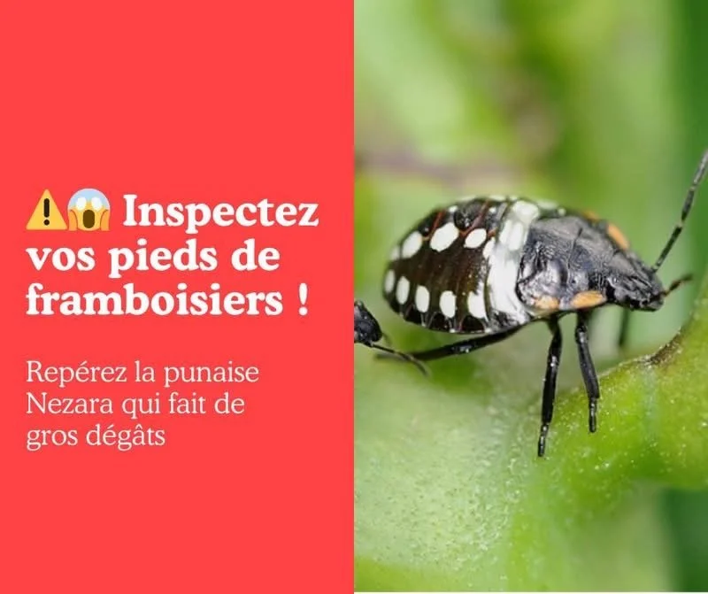 Attention aux punaises Nezara