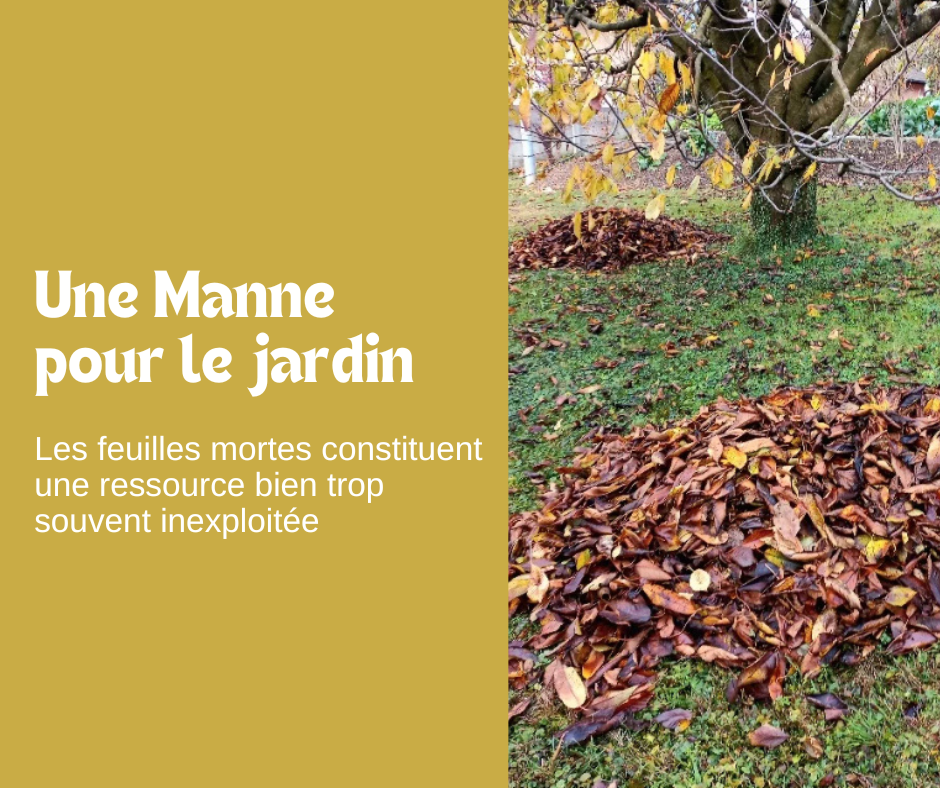 Les Feuilles mortes : une ressource totalement sous-exploitée 
