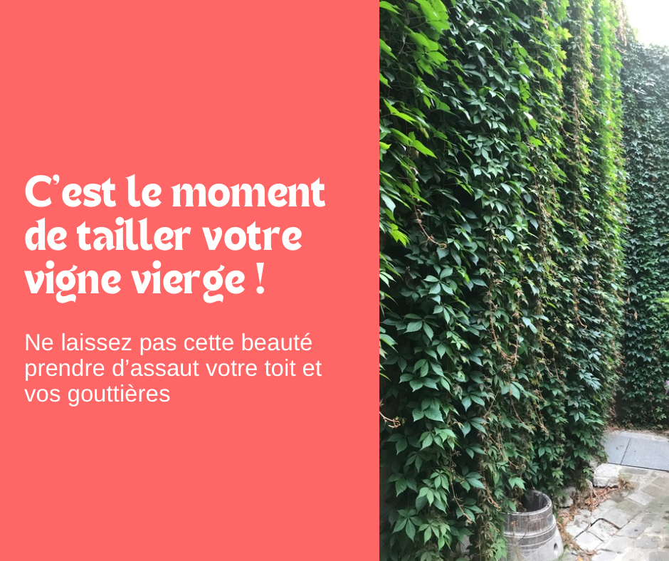 C’est le moment de taille votre Vigne vierge