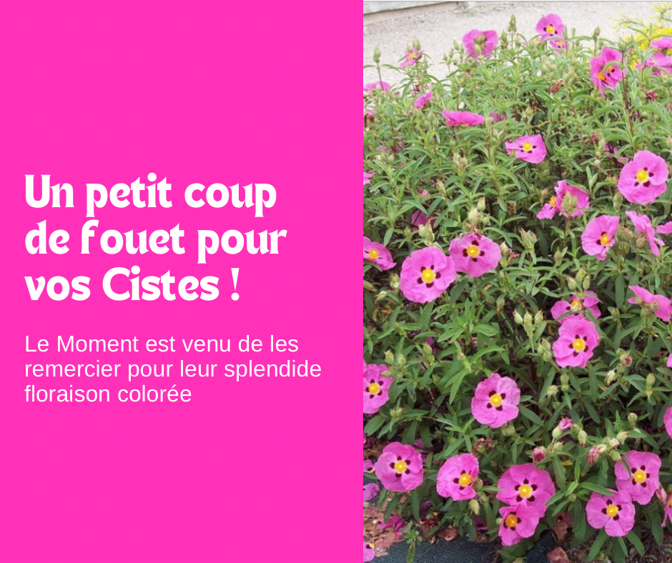 Un Coup de fouet pour vos Cistes