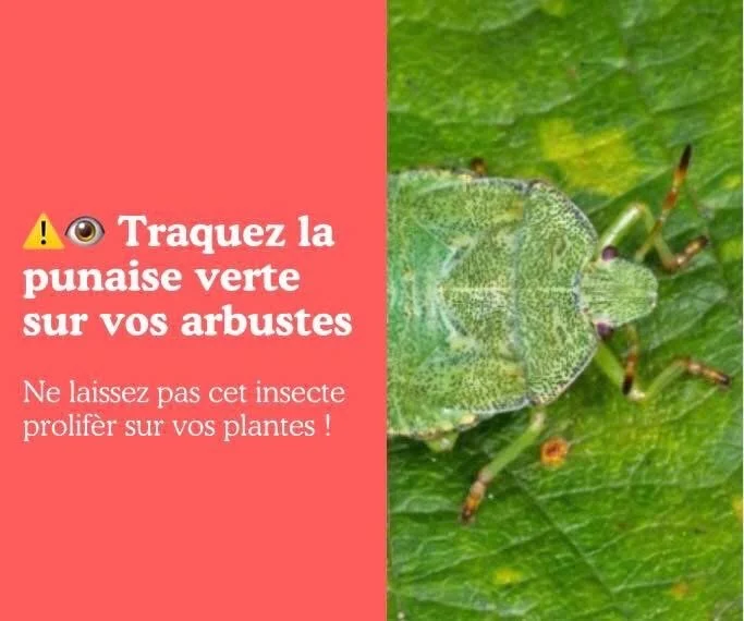 Traquez les Punaises vertes sur vos arbustes 
