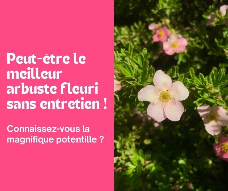 La Potentille, un magnifique arbuste fleuri san entretien 