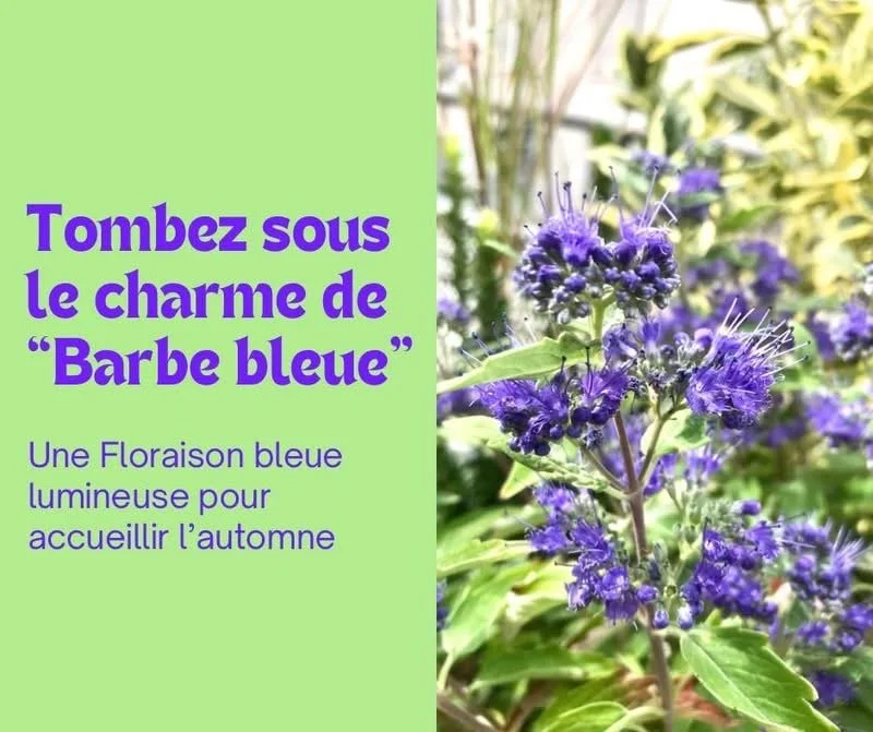 Le Caryoptéris ou le charme de Barbe bleu 