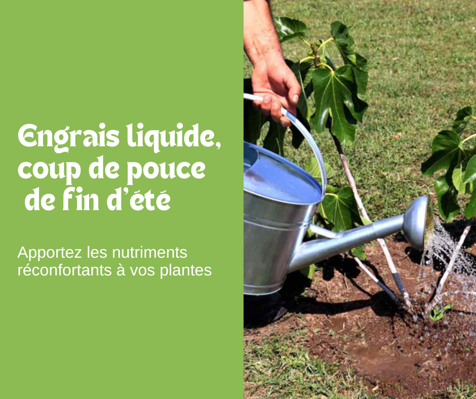 L’Engrais liquide, un coup de pouce bienvenu en fin d’été 