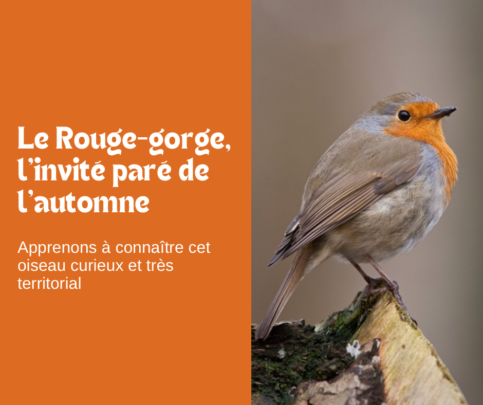 Le Rouge-gorge, l’invité de l’automne