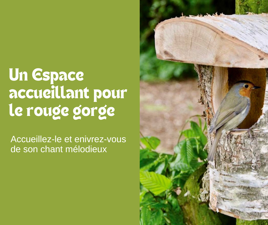 Un Espace accueillant pour le Rouge-gorge