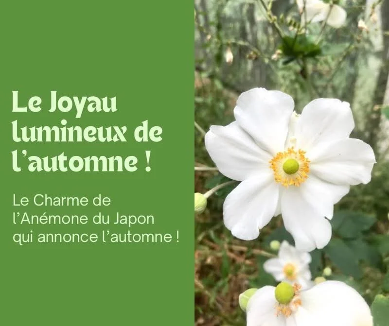 L’Anémone du Japon, le joyau lumineux de l’automne 