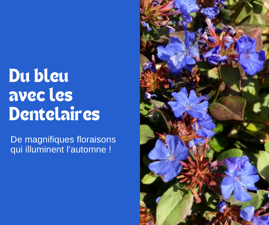 Faites durer l’été avec les Dentelaires