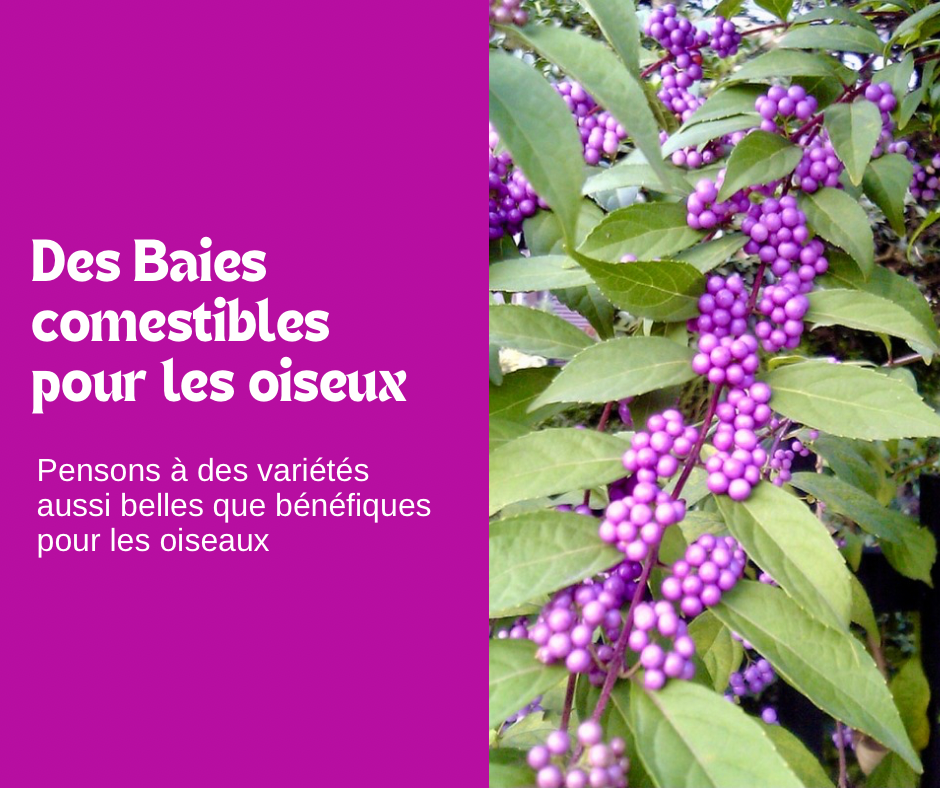 Des Baies comestibles pour les oiseaux !