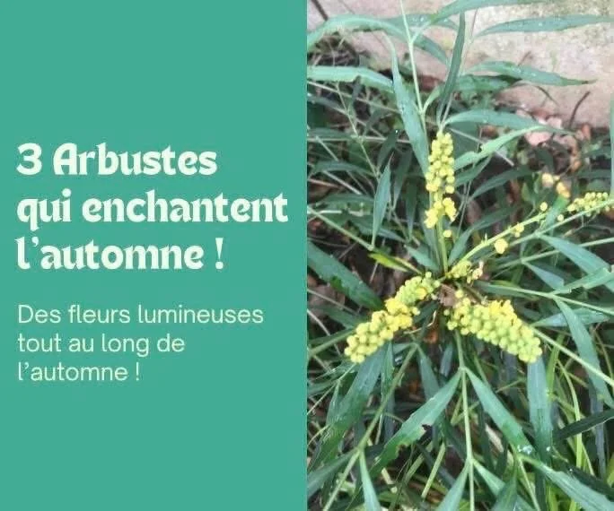3 Arbustes qui enchantent l’automne !