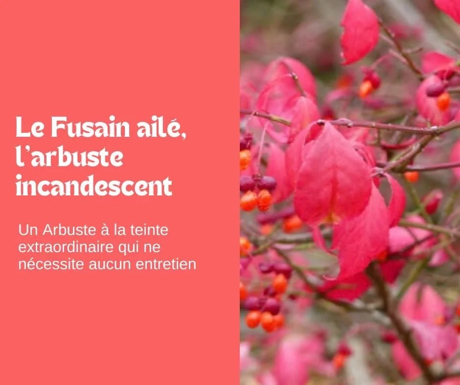 Le fusain ailé : l’arbuste incandescent !
