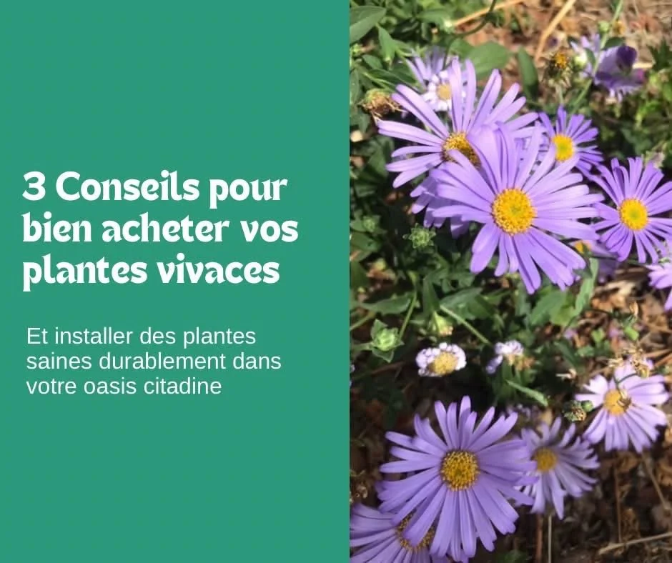 3 Conseils pour bien acheter vos Vivaces