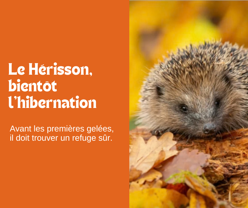 Le Hérisson, bientôt l’hibernation 