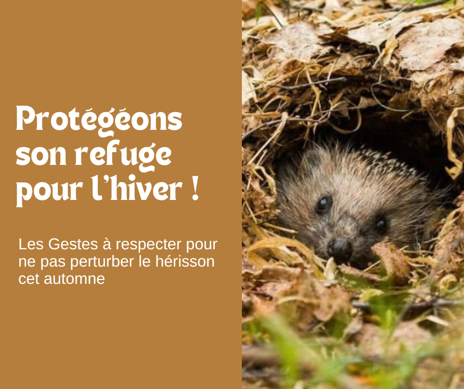 Accueillez le hérisson dans votre jardin 