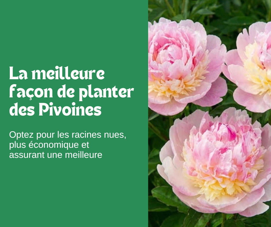 La meilleure façon de planter vos Pivoines 