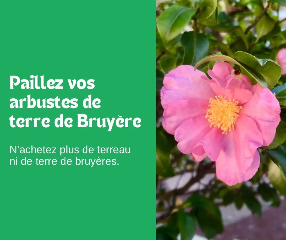 Paillez vos Arbustes de terre de bruyère