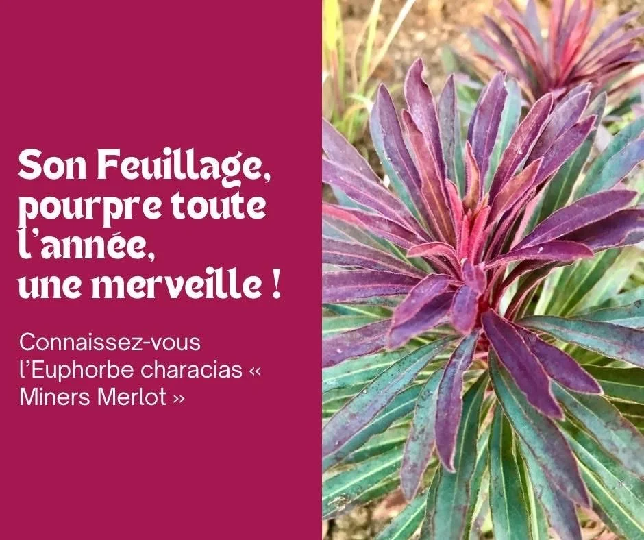 L’Euphorbe Miners Merlot, un feuillage pourpre merveilleux toute l’année