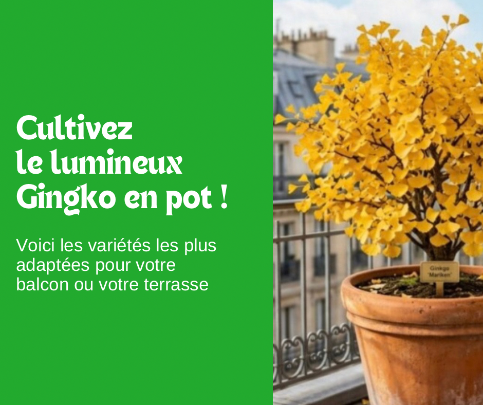 Cultivez le lumineux Gingko en pot