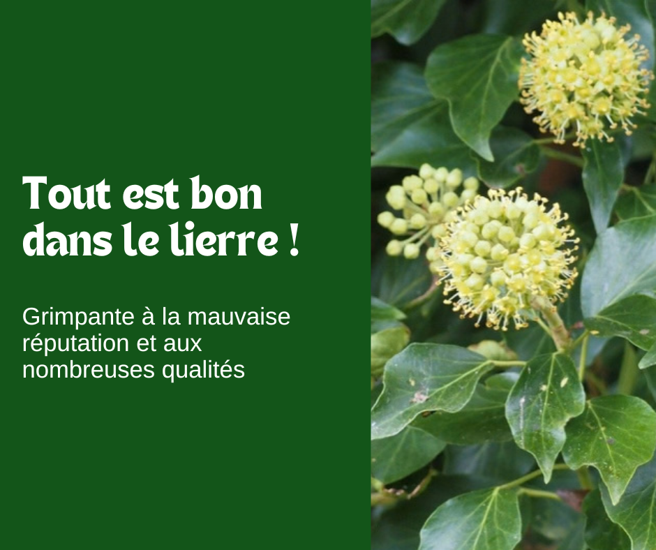 Tout est bon dans le Lierre !