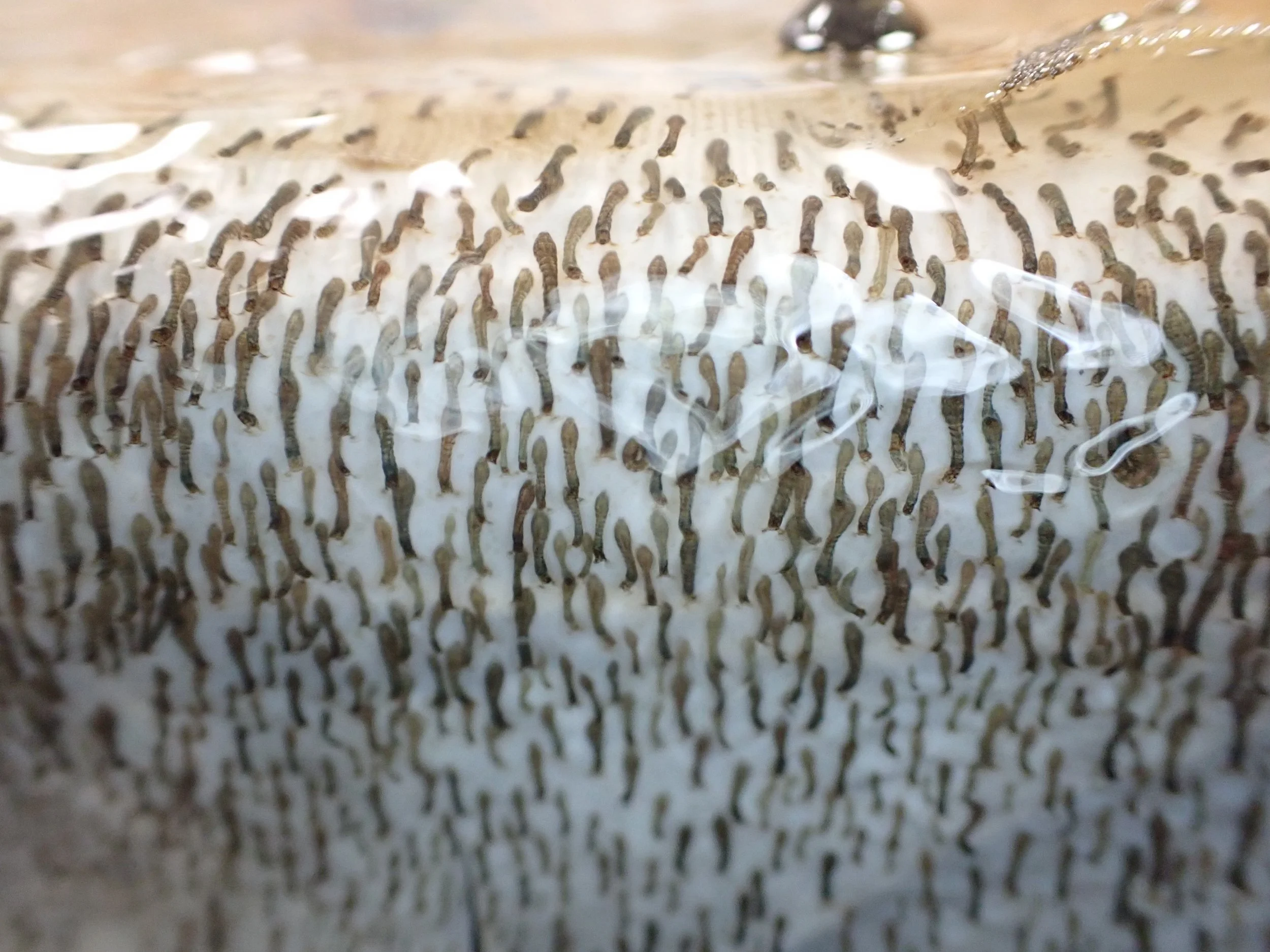 These larvae know how to hang tight!