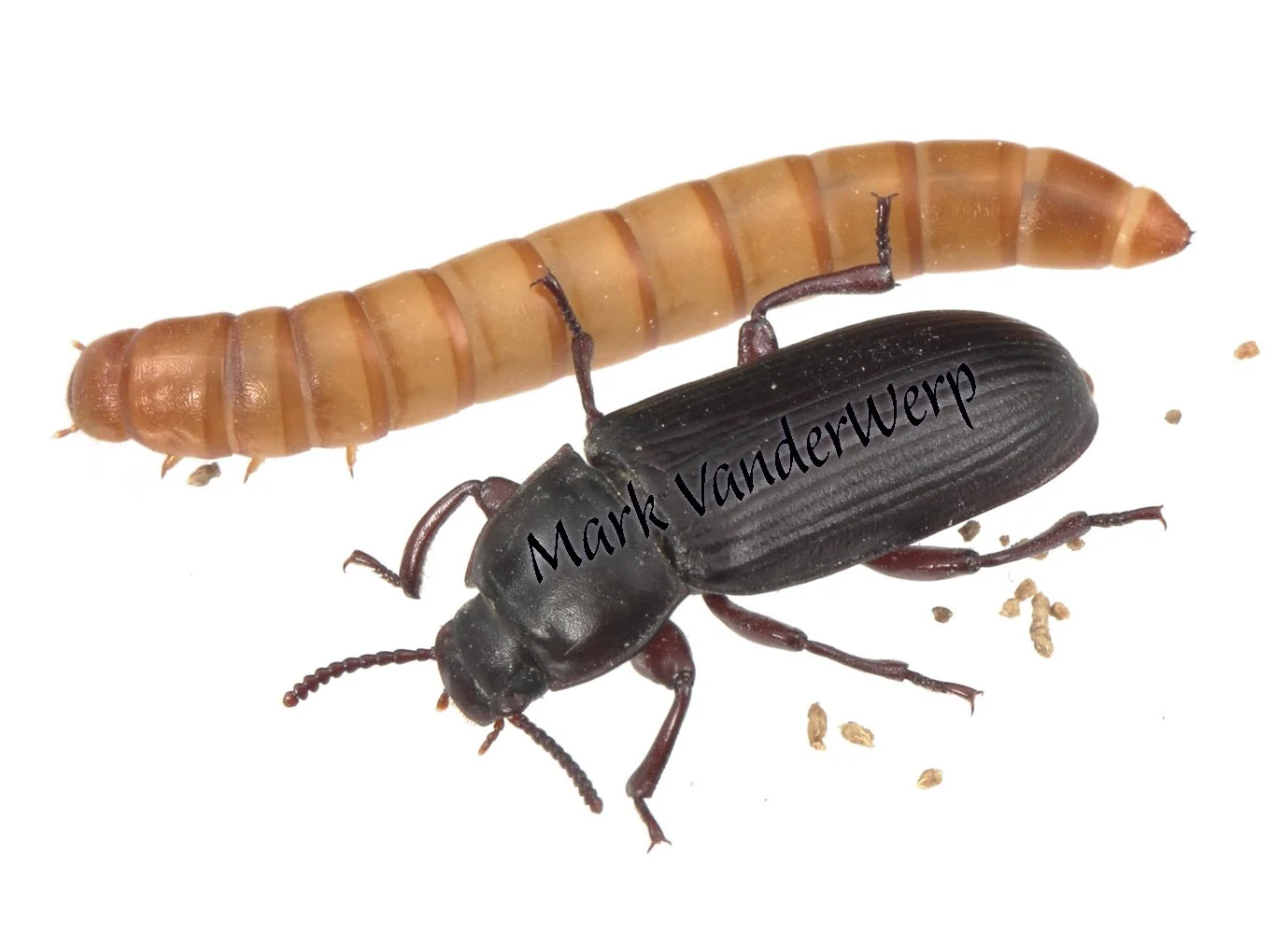 IMG_8498 Yellow Mealworm Adult & Larva sm, wm.jpg
