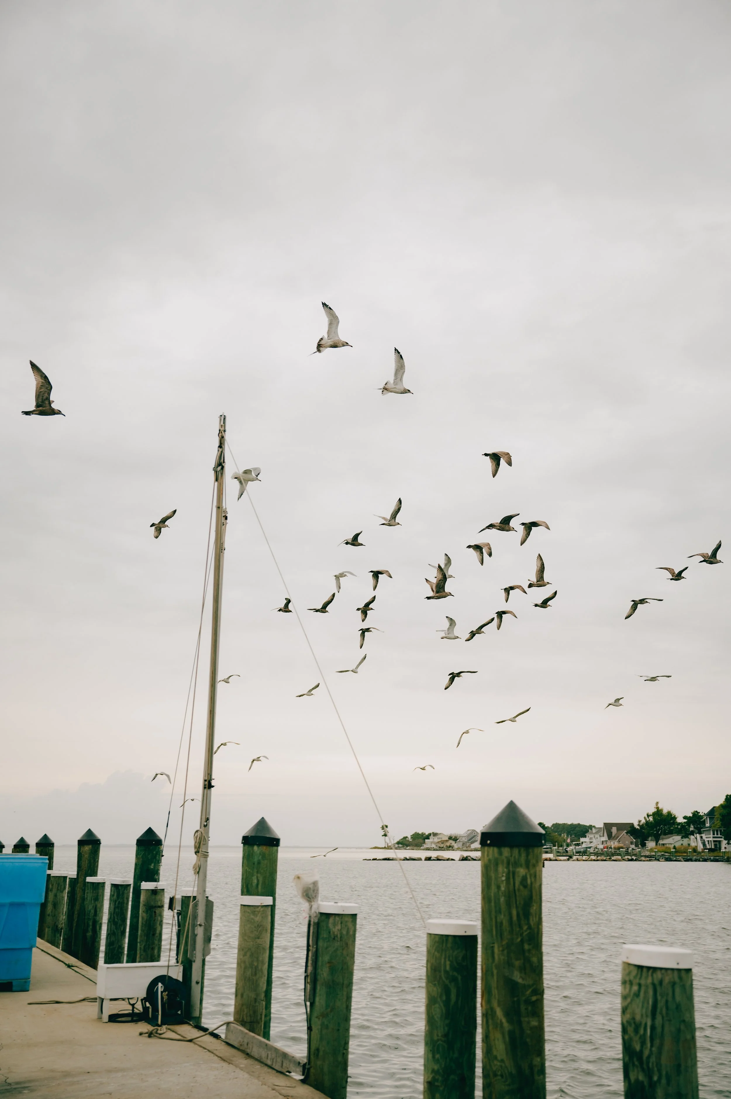 Seagulls flying over a harbor with a dock, wooden posts, and houses in the background.