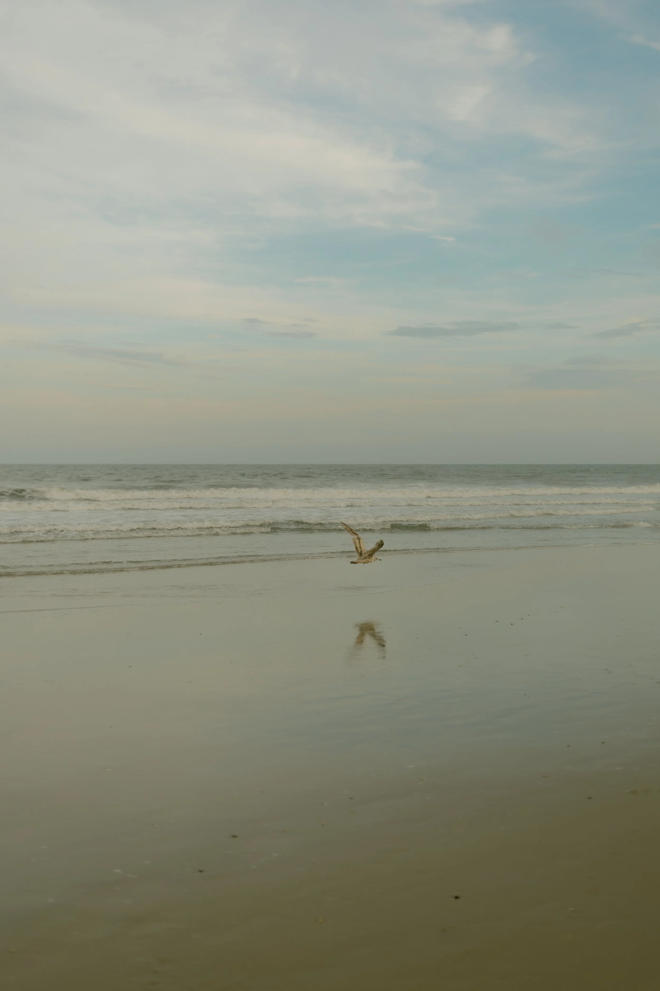 A seagull takes flight on a calm, sandy beach with reflections in the wet sand, ocean waves in the background, and a partly cloudy sky.