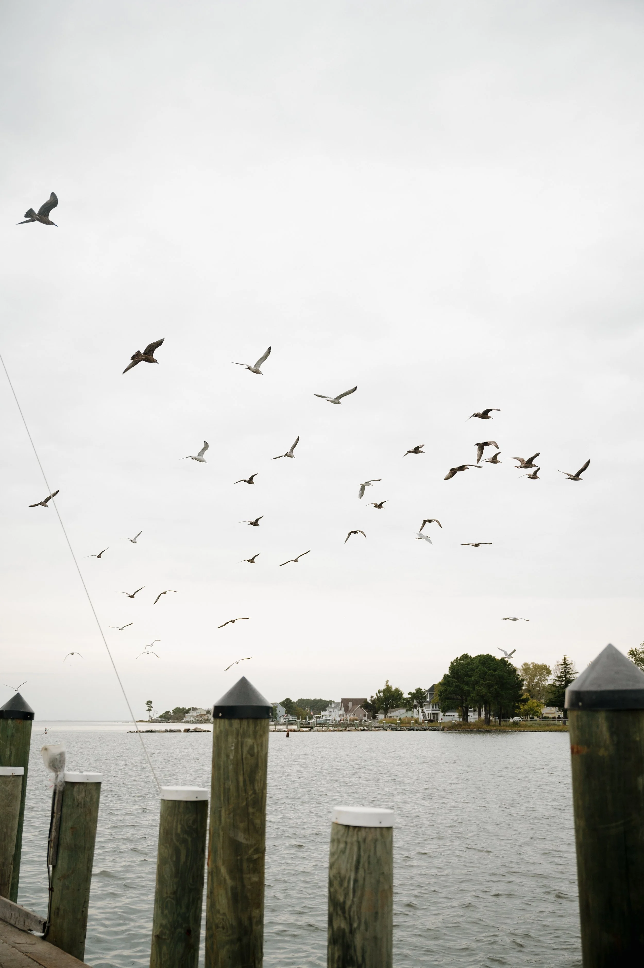 Seagulls flying over a waterfront with houses and trees in the background, and wooden pilings in the foreground.