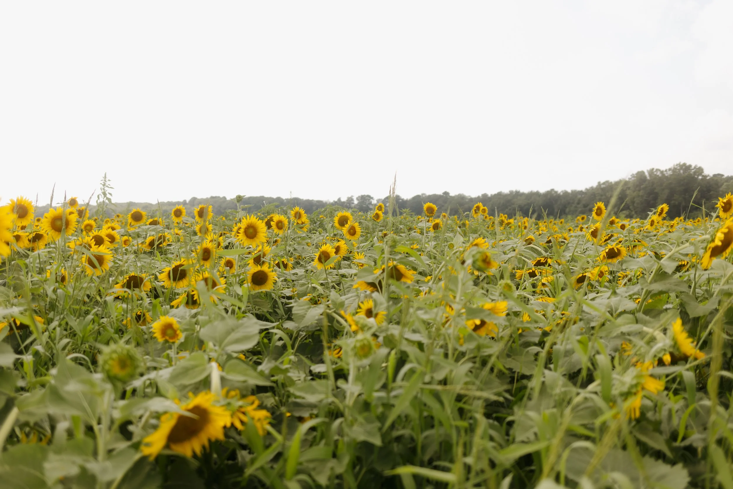 eden sunflower field-12.jpg