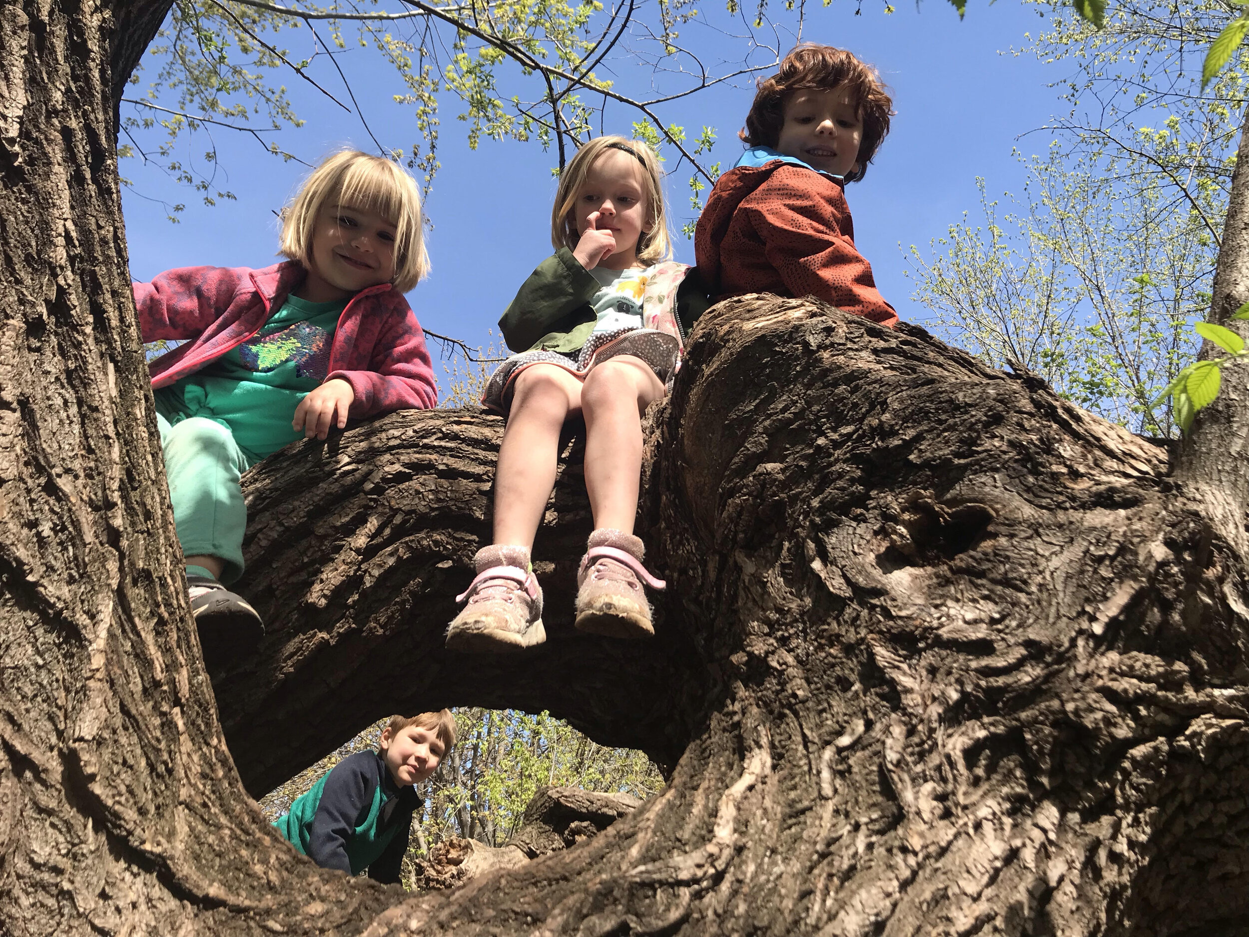 children in trees.jpg