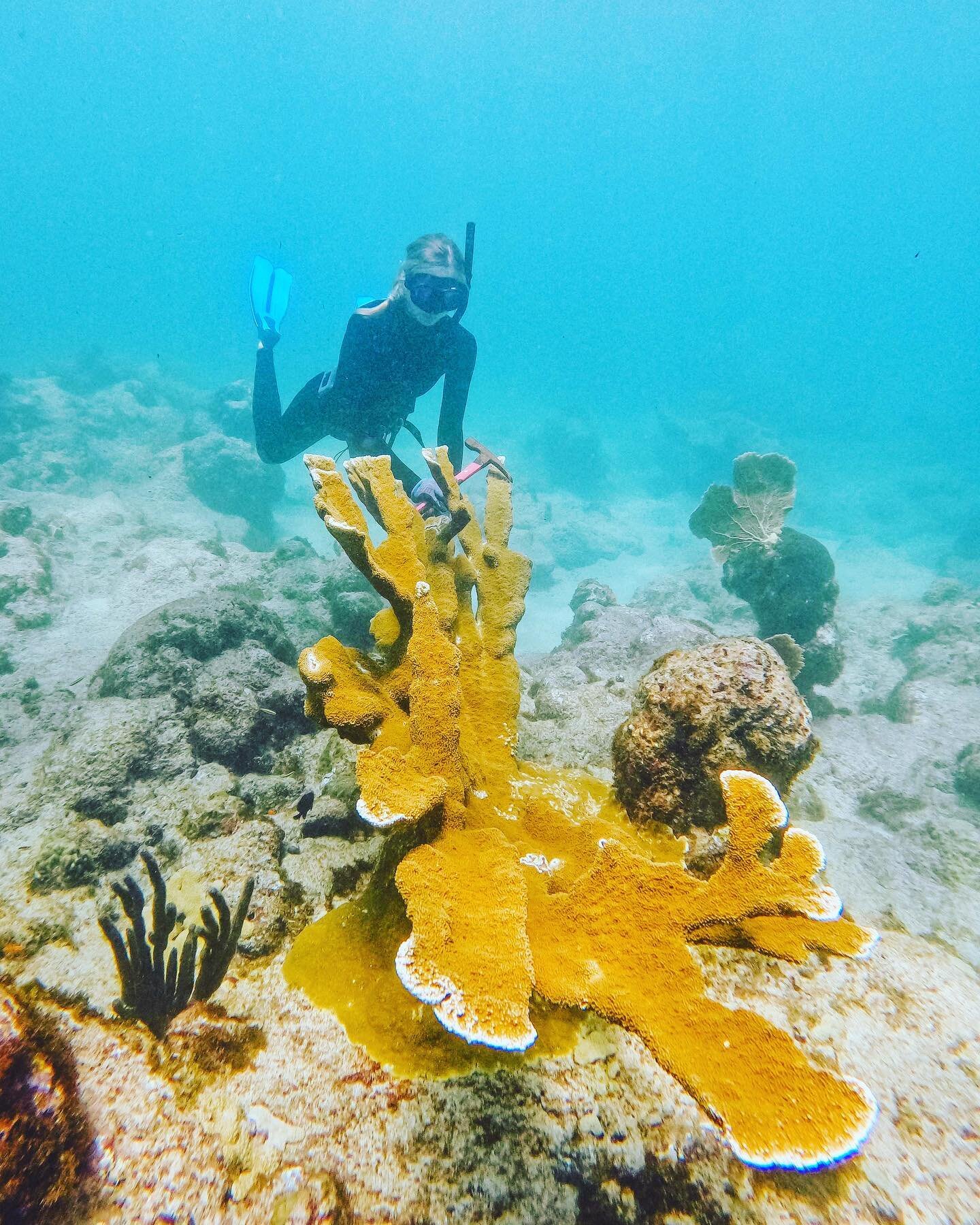 In addition to eleven other species, our nurseries now house fragments from over 40 genotypes (genetically distinct coral colonies) of #elkhorn # coral. Increasing genetic diversity is key to the success of our restoration efforts. When we plant an a