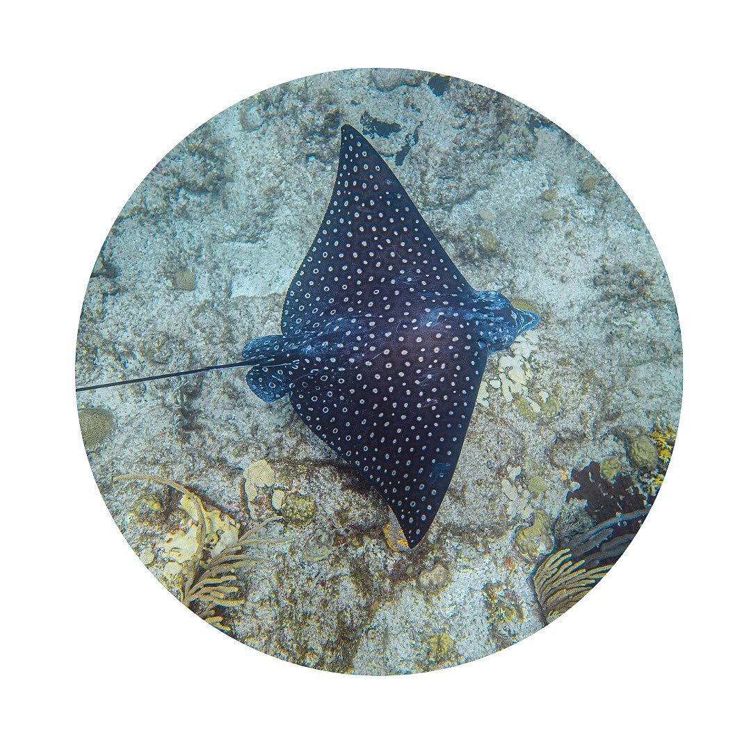 Have you ever seen a spotted eagle ray? π¦
π¦ These creatures have long, slender bodies and striking spotted patterns which help them camouflage from predators. Although they are primarily bottom-dwellers, they are also known for their impressive swim