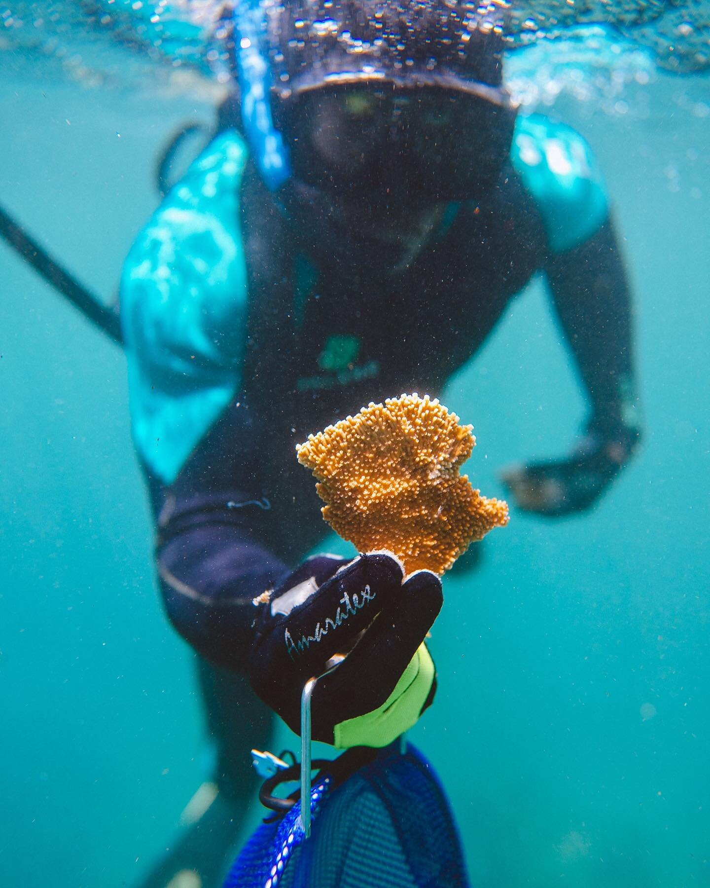 When collecting coral fragments, we only take up to 10% of the coral colony. This ensures the #coral can fully recover and continue to provide critical habitat structure to marine life.  #reefrestoration