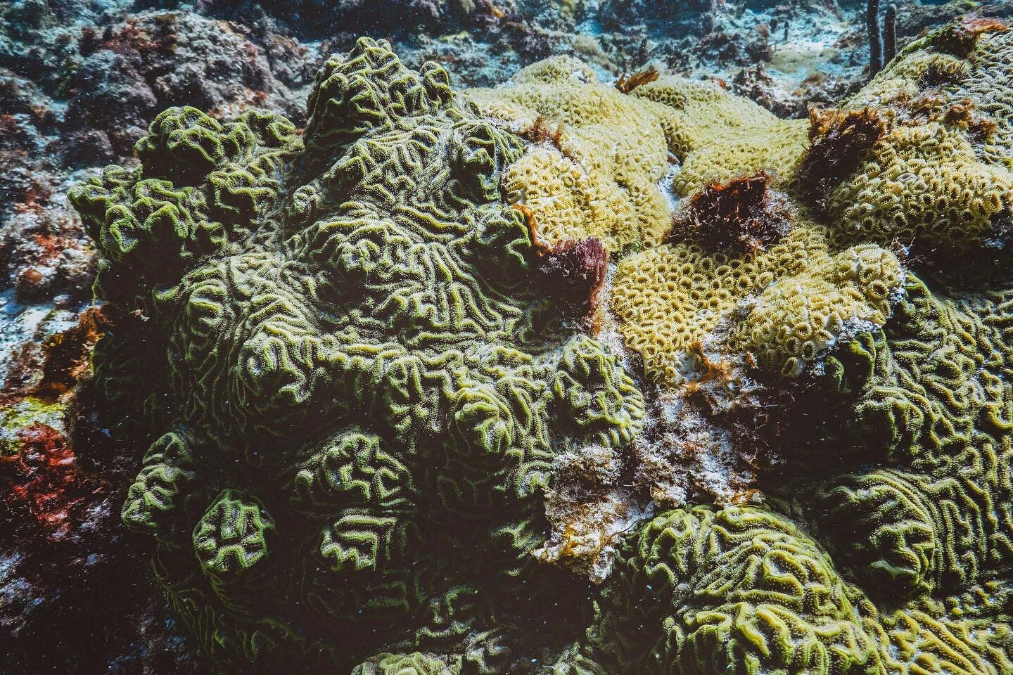 Avant garde! ⚔️ Corals are constantly competing with other organisms for space on the #reef. This knobby brain #coral (#Pseudodiploria #clivosa) is neck and neck with an aggressive encrusting #zooanthid. Like corals, zooanthids are colonial animals m