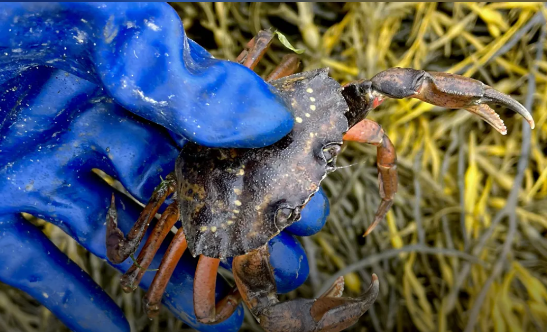 Green Crab Working Summit