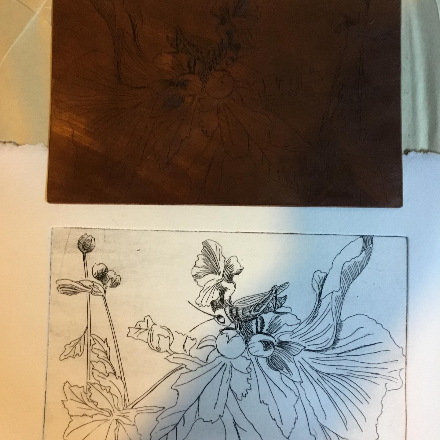 Proof of a new etching, first state. Grasshopper and hibiscus.