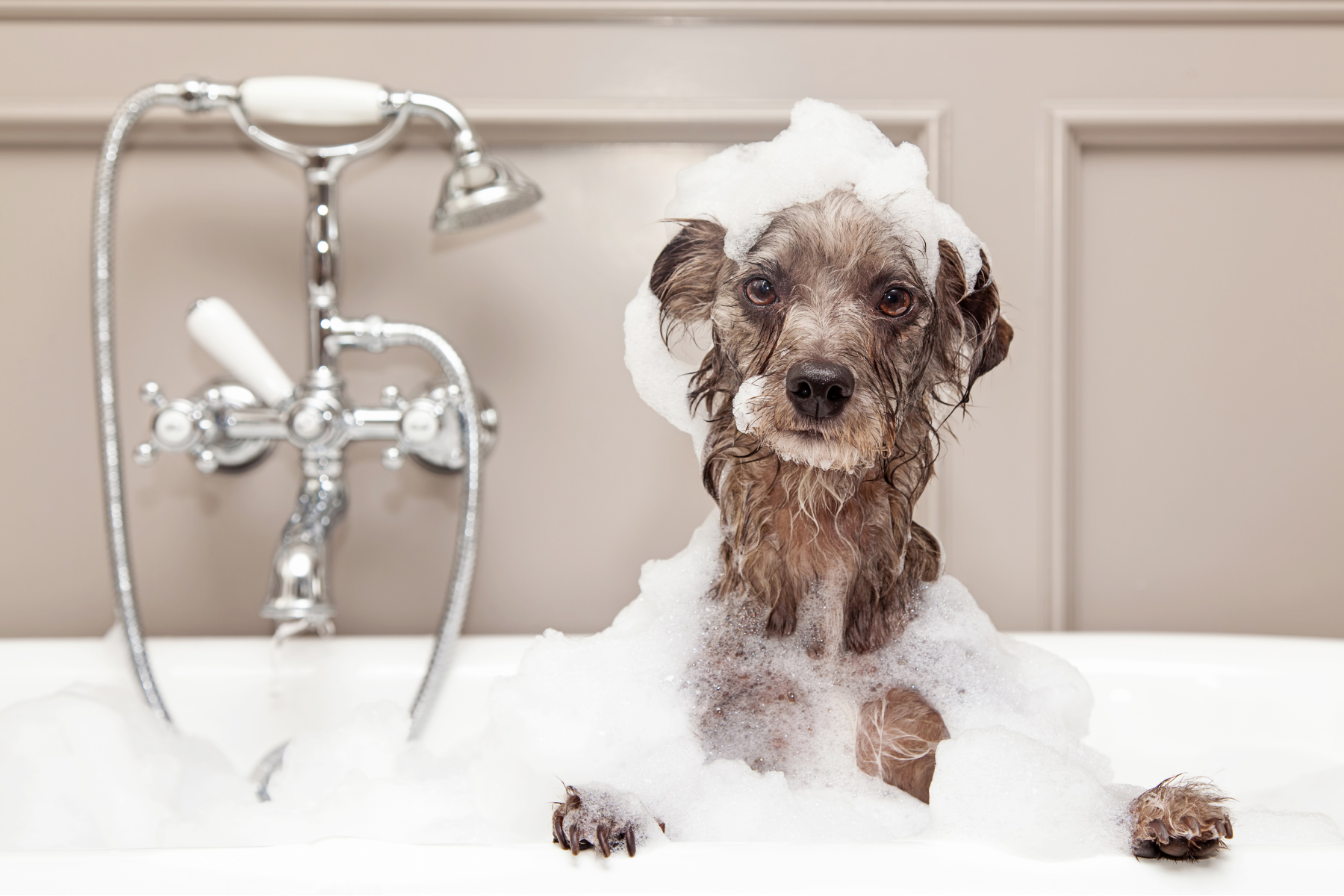 3 Dog Shower Ideas for your Home — Fetch & Fab Dog Co.
